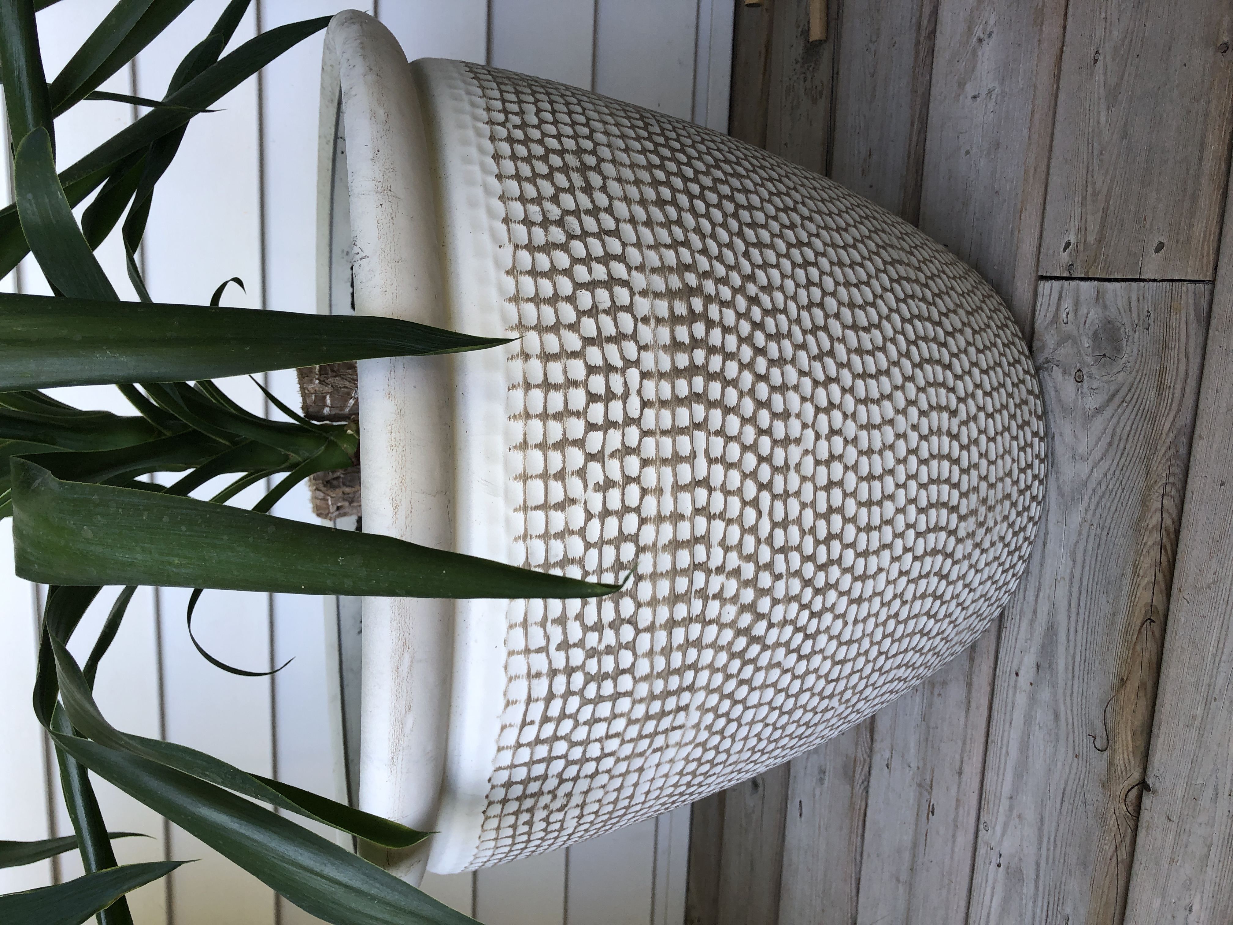 Large white textured plastic planter with yucca-style plant | Maxsold