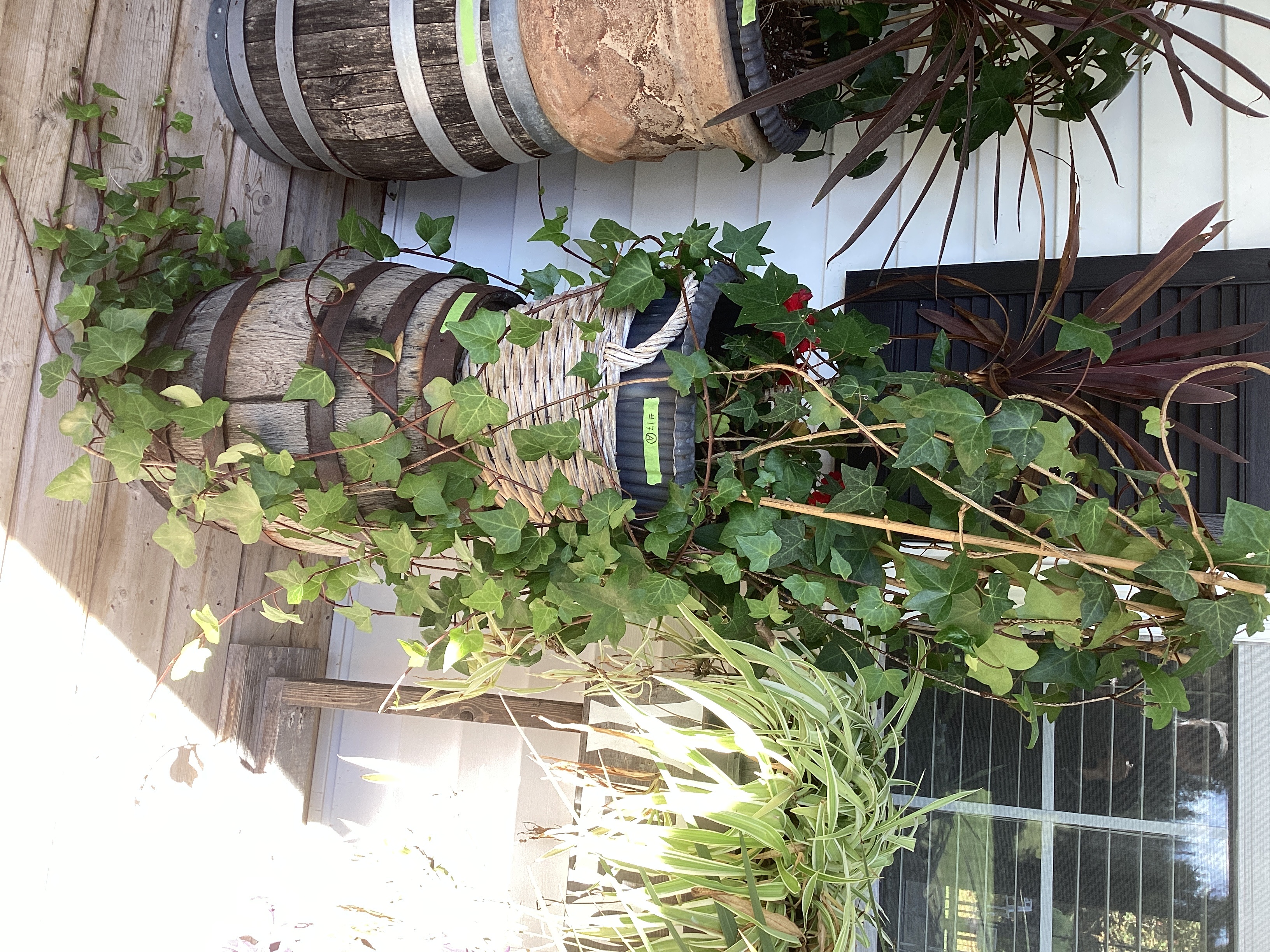 Live plant mix in wicker basket | Maxsold