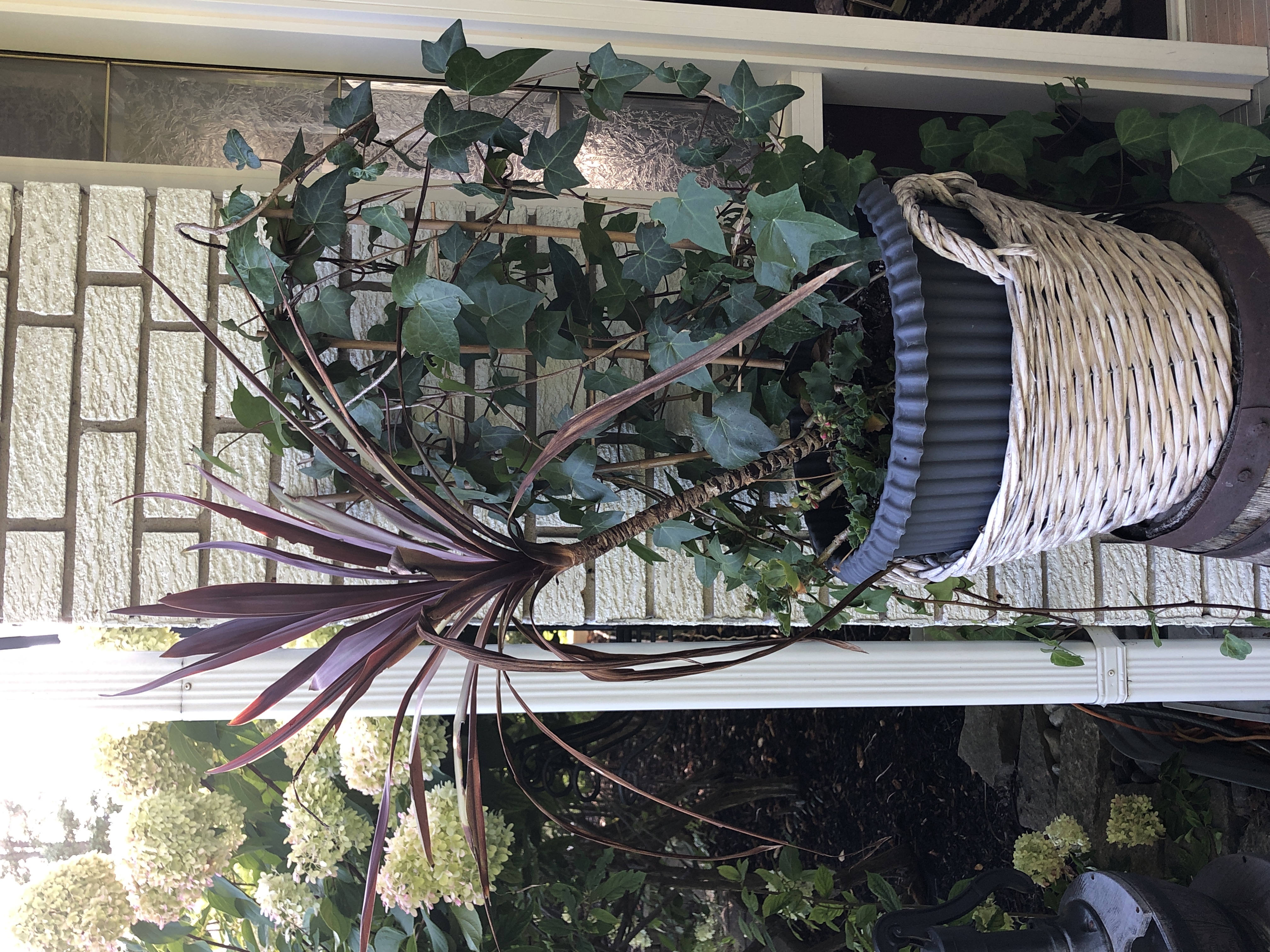 Live plant mix in wicker basket | Maxsold