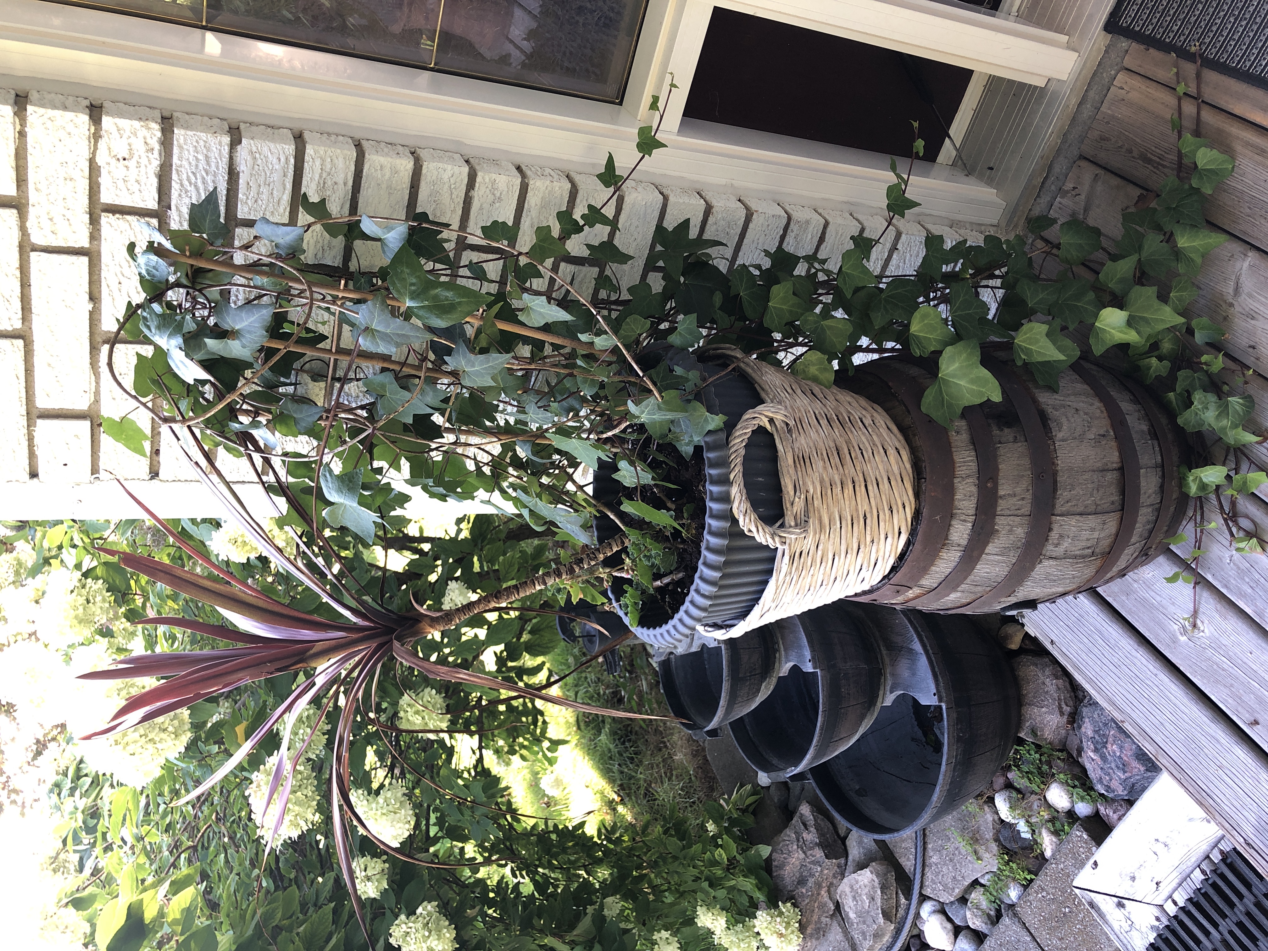 Live plant mix in wicker basket | Maxsold